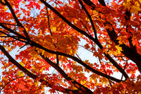 DSCF5330-2