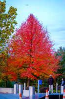 DSCF5232