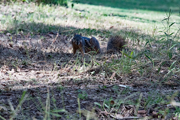 DSC_2168